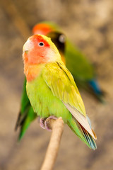 Agapornis roseicollis,a species of loving bird,perched on a branch alongside other members of its family,creating a beautiful sight.