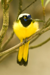 Cyanocorax Yncas Green Jay