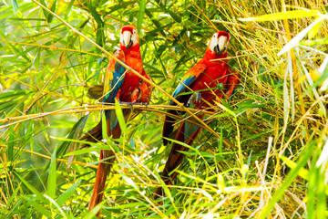 Discover the vibrant beauty of a pair of Ara Macaw parrots in the breathtaking Ecuadorian Amazonia,a paradise for nature enthusiasts. © Ammit