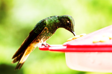 Sapphire Vented Puffleg