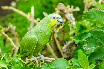 A vibrant yellow and green crowned parrot from Ecuador's Amazonia, perched in the lush jungle surrounded by diverse fauna.