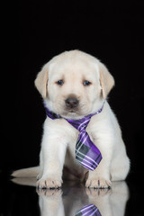 labrador retriever puppy in a tie