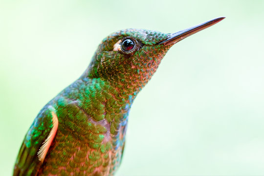 Discover the exquisite Eriocnemis luciani,a rare and endemic hummingbird species found exclusively in Ecuador,showcasing its vibrant colors and unique characteristics.