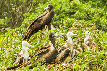 Frigate Birds Family