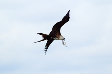 Frigatebird Flying With Her Capture