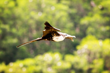 Frigate Bird Gliding