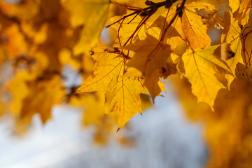 autumn background, yellow maple leaves