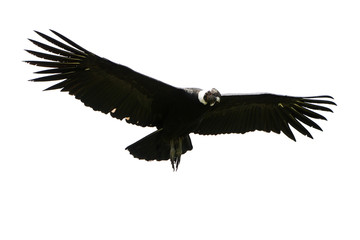 Naklejka premium A majestic black Andean condor soars through the Andes, its wide wings outstretched, in a breathtaking flight over Ecuador's canyons.