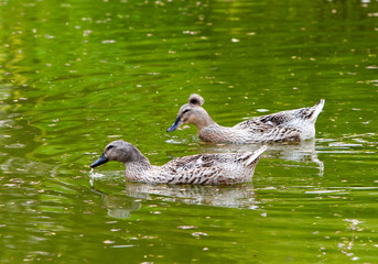 Male And Female Ducks On The Lake