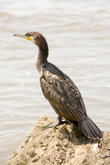 Cormorant Bird Resting On The Seashore