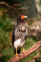 Curiquingue Bird In The Wild