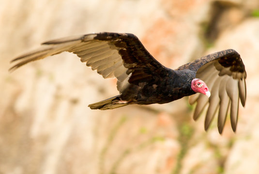 A bald vulture with outstretched wings, soaring through the sky alongside a wild turkey.