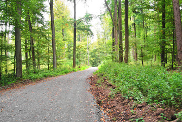 Waldweg