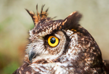 Discover the diverse world of owls,with 200 species in the order strigiformes,known for their solitary and nocturnal habits.