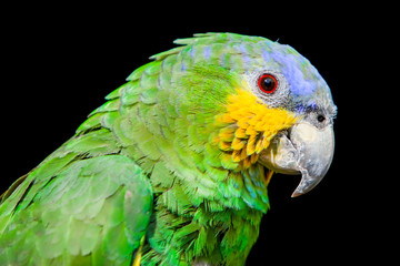 Blue Headed Parrot