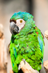 Chestnut Fronted Macaw