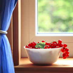 Red currants in a white vase on a window with blue curtains