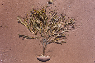 tree-shaped seaweed on red sand; Prince Edward Island, Canada