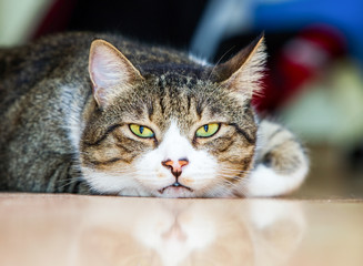 Fototapeta premium Lazy Tomcat Low Angle