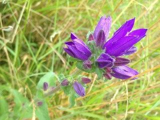 Macro closeup of of wild flower growing on the East Coast of Scotland