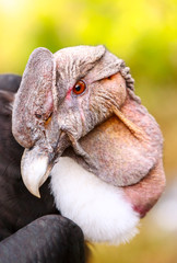 Andean Condor Close Up