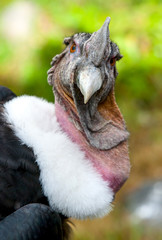 Andean Condor Portrait