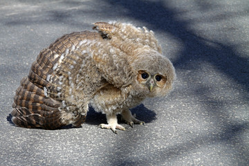 Schleiereule (Jungtier)