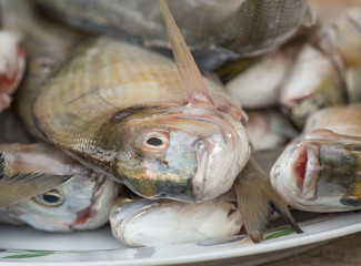 fresh fishes