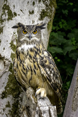 Obraz premium Majestic eagle owl on tree stump in woodland