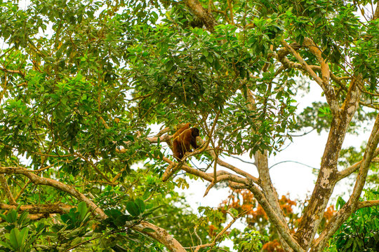 Discover the captivating encounter with a rare wild Chorongo Woolly Monkey,captured in the lush Ecuadorian jungle,where traces of calcium may be found.