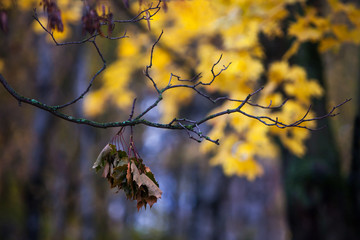 Autumn and leaves
