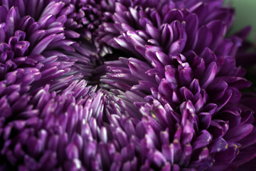 Beautiful violet chrysanthemum