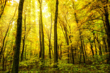 Obraz premium Autumn forest with sun rays