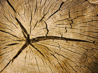 tree texture background, cut tree, firewood background, wooden texture and background.