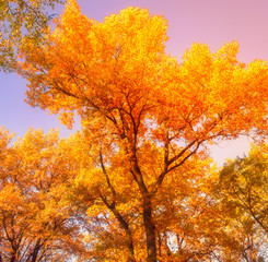 Fototapeta na wymiar Autumn Trees Leaves in vintage color