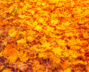 Naklejka na ściany i meble Falls Colorful autumn leaves