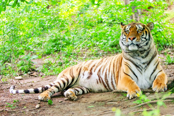 Majestic male Bengal tiger,the largest of all tiger species,sniffing the air in its natural forest habitat.