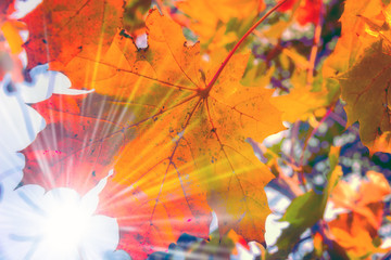 Fototapeta na wymiar Autumn Trees Leaves in vintage color background