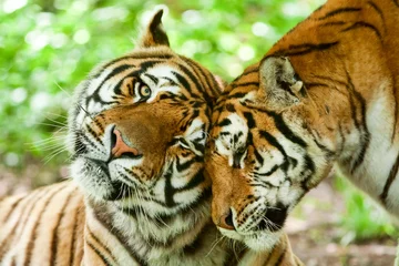 Abwaschbare Fototapete Tiger Tier Tiger Liebe Umarmung Familie zwei Kuss Paar Paar Emotion männliches und weibliches Tier in einer liebevollen Pose in ihrer natürlichen Umgebung