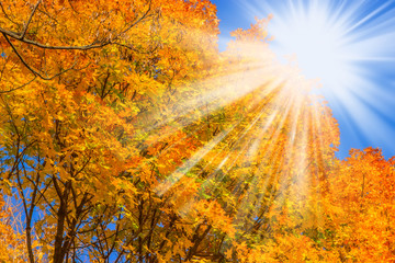 Falls Multi Colored Autumn