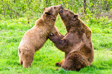Male and female brown bears exhibiting friendly behavior towards each other,creating a heartwarming...