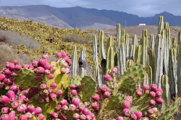 Tenerife cactus