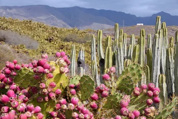 Deurstickers Tenerife cactus © Tupungato