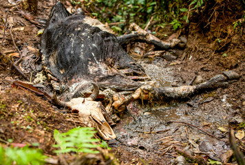Discover a decaying animal carcass in the lush Amazonian jungle,estimated to have been deceased for approximately two weeks.