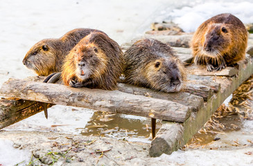 A family of beavers and mice gather in the snowy woods, their sharp teeth ready for winter. © Ammit