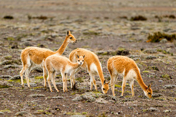 The vicugna,a wild South American camelid,thrives in the high alpine regions of the Andes Mountains,showcasing its unique adaptability to extreme environments.