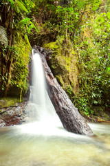 Discover the enchanting beauty of a small waterfall nestled within the breathtaking Mindo complex in Ecuador.