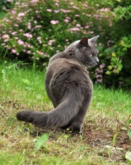 Gray cat walking on a lawn
