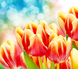 Panele Szklane Podświetlane  Kwiaty tulipanów z bliska