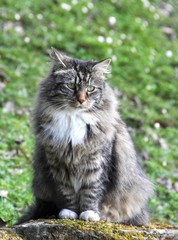 Norwegian forest cat sitting on a stone outdoor